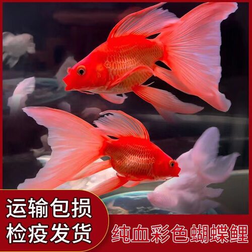 新款台湾彩色蝴蝶鲤球体短身大鳍大尾冷水鱼红色金色蝴蝶观赏鱼苗