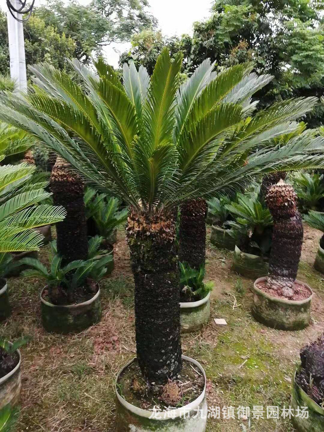 8米  铁树价格(袋苗) 铁树 多头铁树 高杆铁树