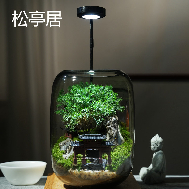 苔藓微景观生态玻璃造景植物盆景公室桌面盆栽diy摆件礼物夜灯