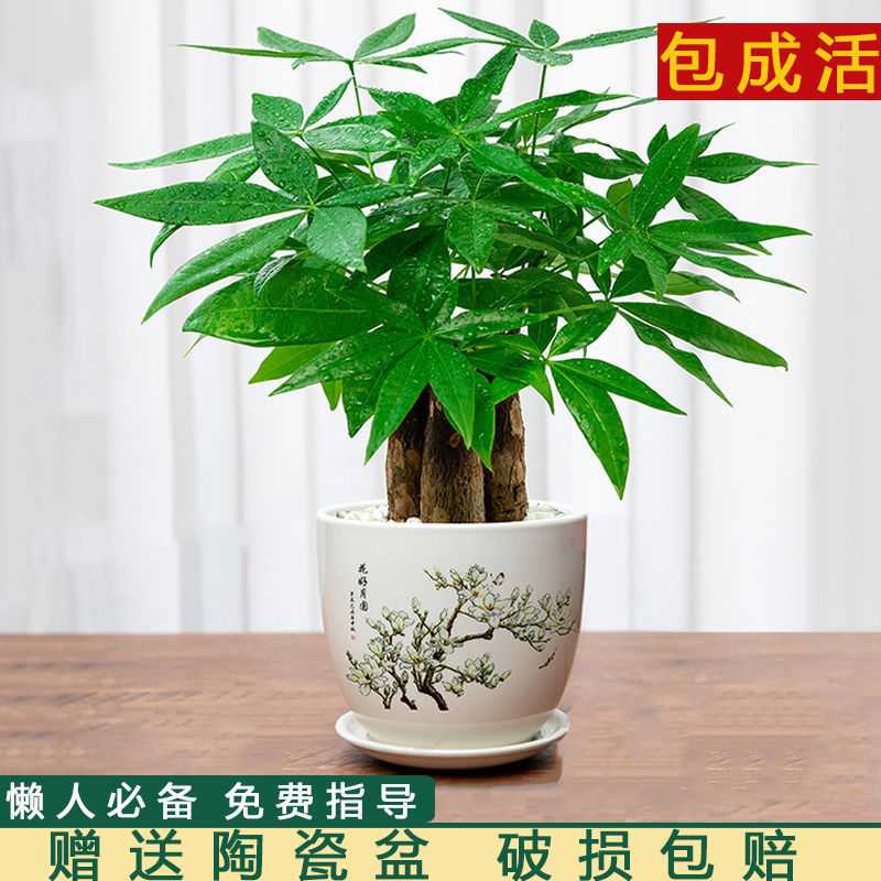 好货发财树树花卉绿植室内客厅小盆景四季常青办公室水培植物