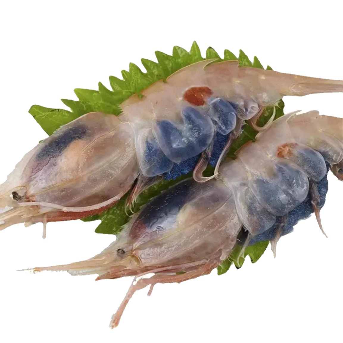 蝴蝶虾刺身牡丹虾北极甜虾日料自助餐20-30只鲜活冷冻发货500g