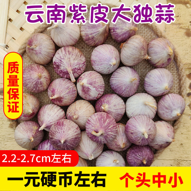 独头蒜新鲜大蒜大小可选云南紫皮大蒜