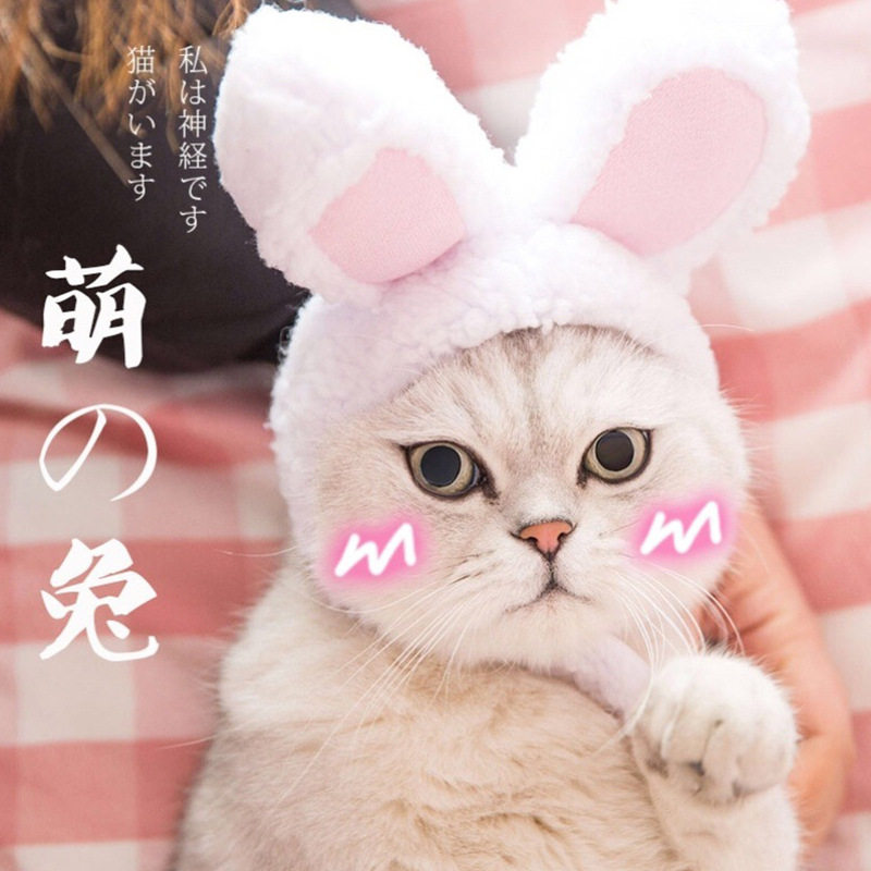 猫咪帽子宠物迷你可爱兔子狗狗羊帽子