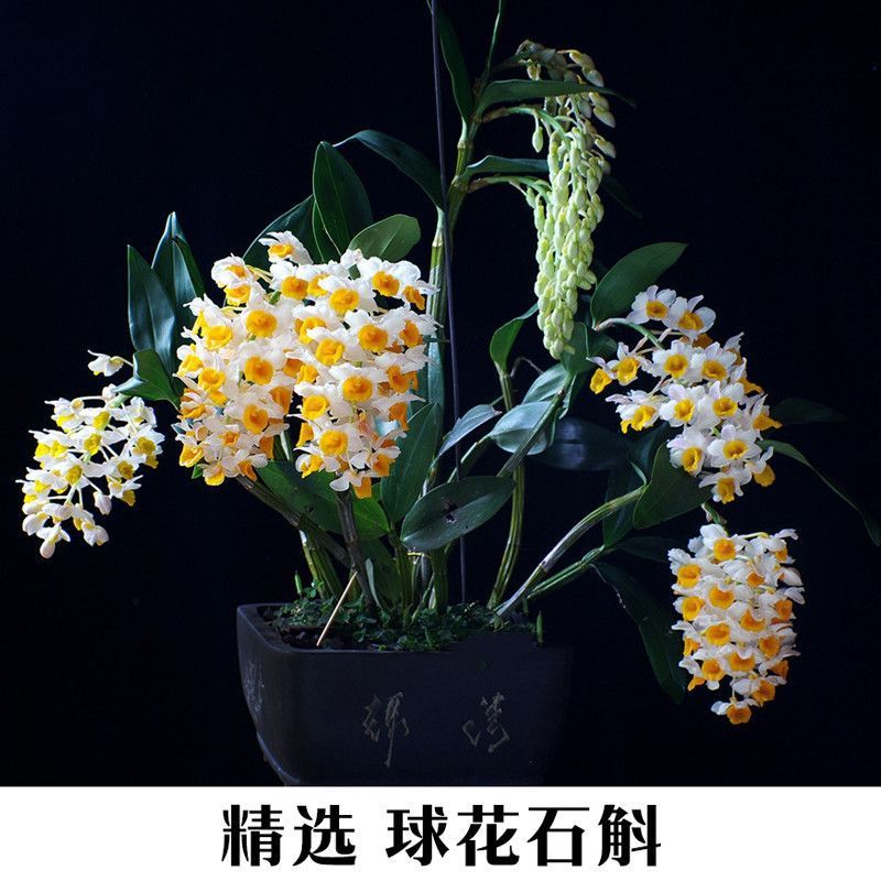 新款云南球花石斛黄花金钗石斛霍山铁皮石斛苗鼓槌石斛兰球形兰花