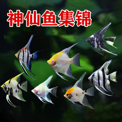 新款热带观赏小鱼神仙鱼燕鱼秘鲁埃及七彩好养活鱼小型淡水孔雀鱼