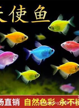 天使鱼观赏鱼青苹果上海诚信渔场