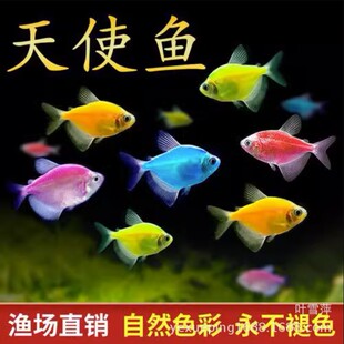 天使鱼活体热带观赏鱼红蓝紫黄绿翡翠老虎青苹果红衣黄衣渔场