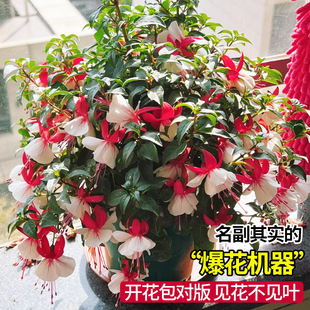 倒挂金钟盆栽大苗带花苞灯笼花重瓣老桩花卉植物室内吊钟海棠绿植