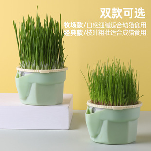 森森懒人猫草杯猫咪无土水培猫草吐毛球猫零食猫草可重复种植使用