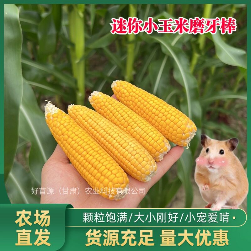 仓鼠磨牙玉米兔子龙猫花枝鼠磨牙玩具迷你小玉米金丝熊宠物磨牙棒