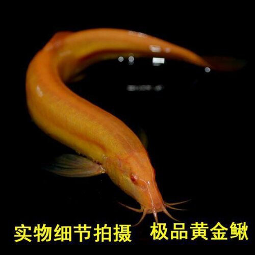 新款金鱼直供泥鳅观赏鱼工具鱼垃圾鱼金龙冷水耐活好养观赏泥鳅鱼