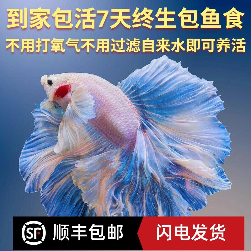 泰国斗鱼仙女款纯白半月超美网红小型淡水热带冷水观赏鱼好养