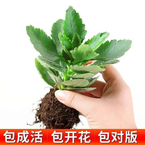 长寿花小苗巴黎重瓣瓣大花宫灯金狐狸鹿角长寿花苗四季绿植盆栽