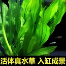 鱼缸植物水草套餐好养耐活真水草绿菊大叶绿九冠水草造景