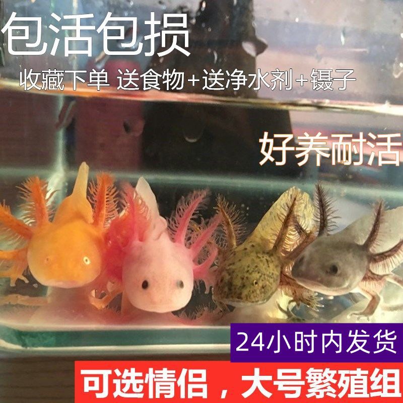 速发六角恐龙鱼淡水冷水鱼蝾螈宠物鱼霸王龙鱼小鱼小型观赏鱼耐活