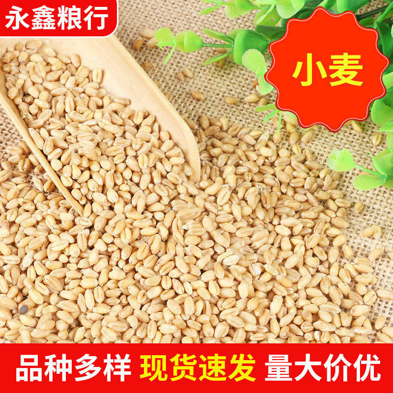 小麦小麦粒50公斤装麦芽糖发芽猫草农作物小麦五谷杂粮麦农家饲料