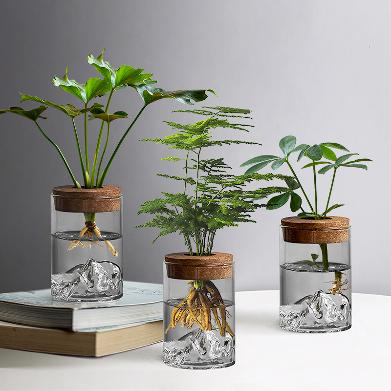 水培植物小盆栽公室桌面盆栽玻璃绿植摆件观山小花微景观