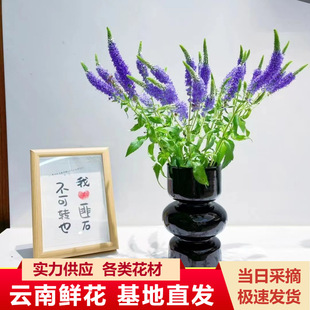 鼠尾花云南昆明鲜花鼠尾草鲜花直发家庭公室水养插花束搭配