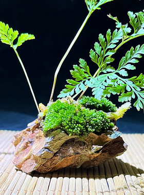 蕨类植物狼尾蕨室内桌面苔藓小盆景茶桌绿植微景观办公室摆件礼物