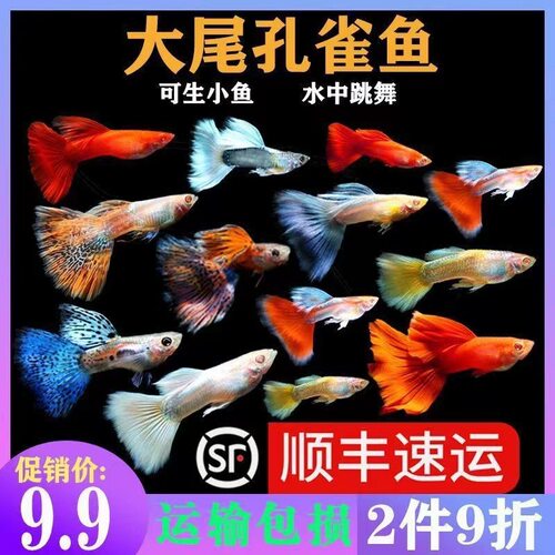 新款玩家级孔雀鱼活鱼热带观赏鱼苗淡水小型鱼好养耐活孕母精品鱼