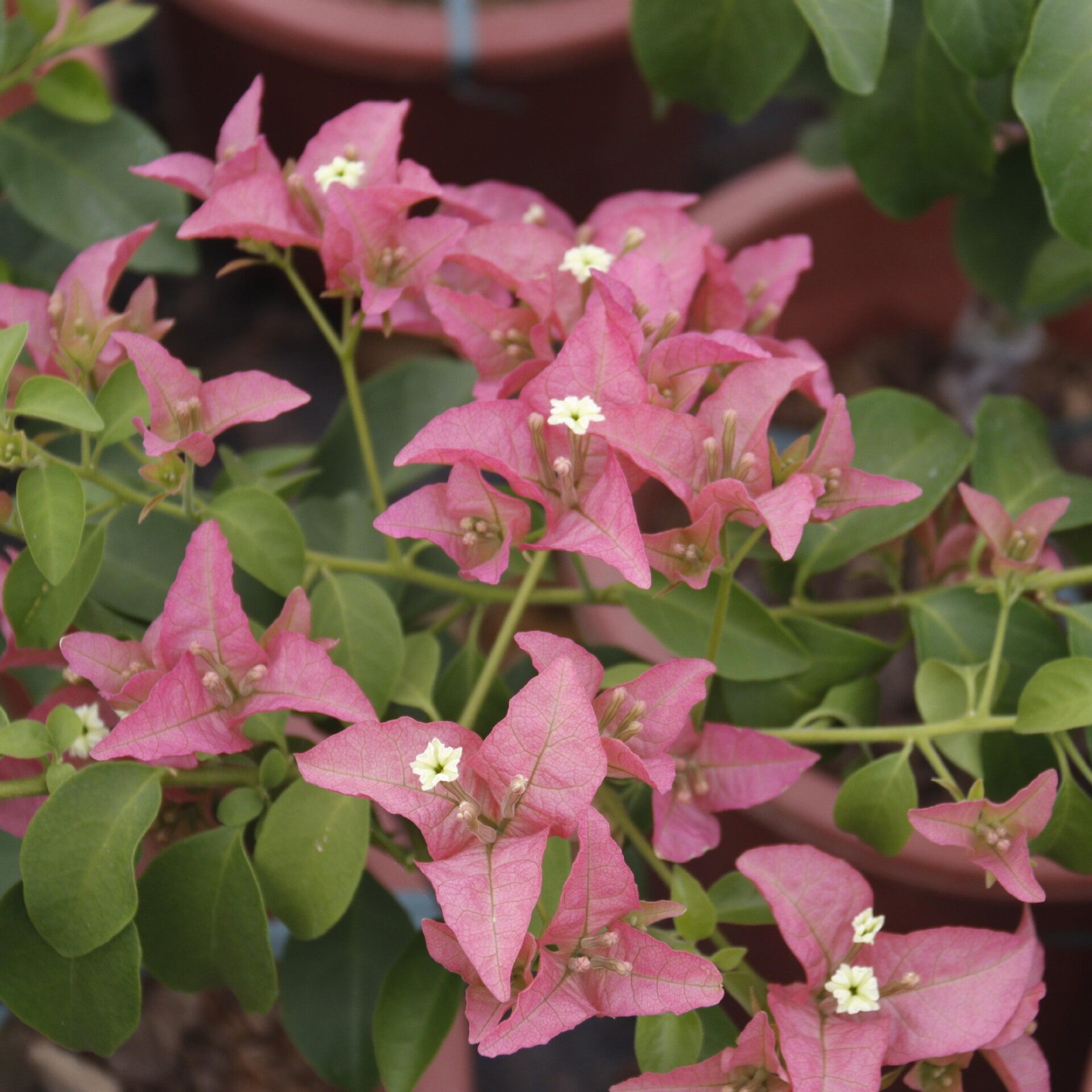 新款三角梅 卡亚塔 阳台花苗花卉四季阳台开花植物盆栽庭院