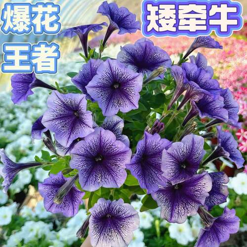 矮牵牛花苗开花机器四季开花阳台庭院盆栽多年生紫色粉色花卉