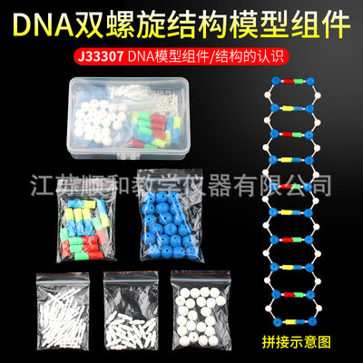 DNA双螺旋结构模型普高生物实验