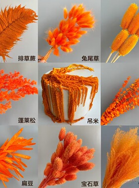 橙色系干花永生花白色吊米粉黛蓬莱松铜钱叶兔尾草排草拉毛果