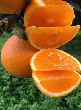 橙子源头产地湖北秭归伦晚脐橙现摘新鲜应季箱装水果