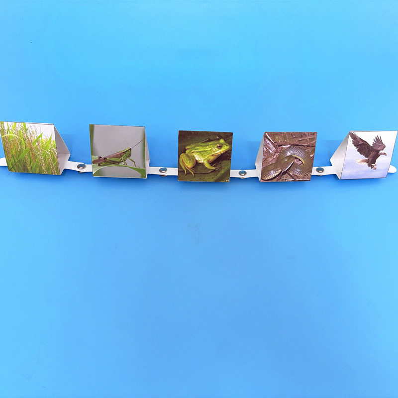 小学生六年级科学实验配套材料自制食物链食物网模型手工操作教具