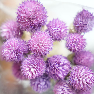 千日红干花小花束红色白色级感DIY材料永生花云南真干花干枝