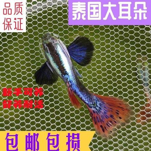 新款孔雀鱼纯种泰国大耳朵精品孕母临产大肚热带鱼观赏鱼好养耐活
