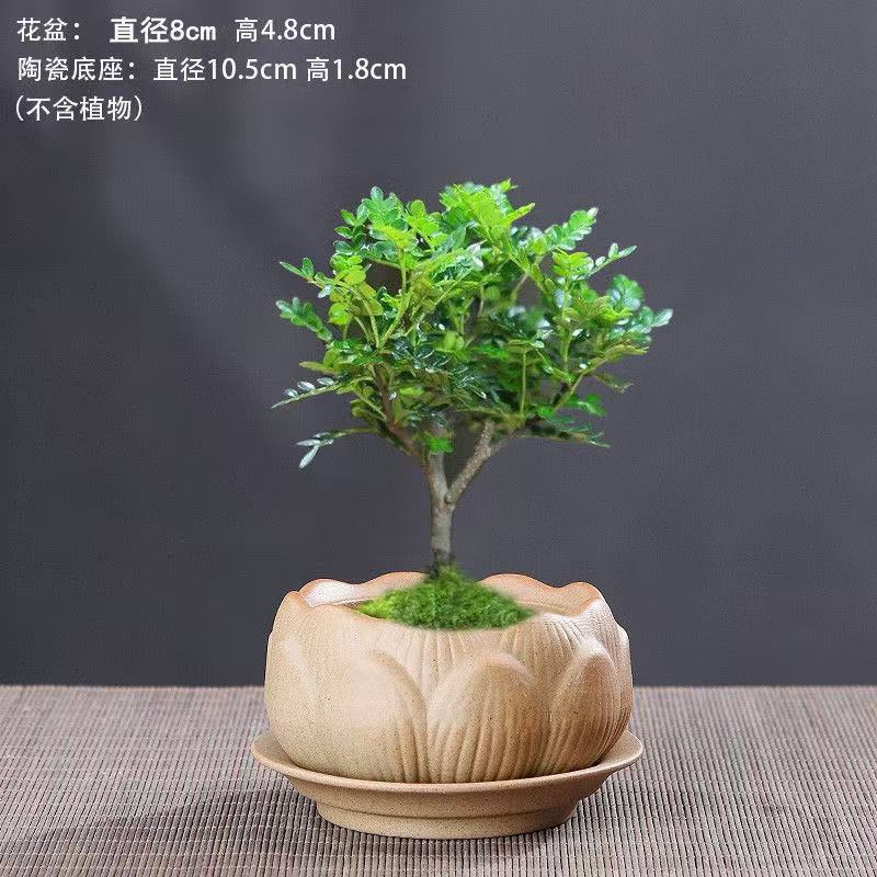 莲花粗陶素烧陶瓷绿植花盆有孔透气文竹花卉盆栽盆景园艺艺术盆子