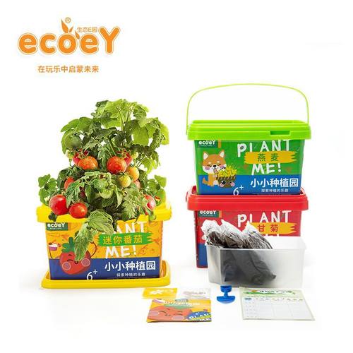 儿童种植小盆栽2025年新款绿植物幼儿园观察diy花卉室内果疏花卉