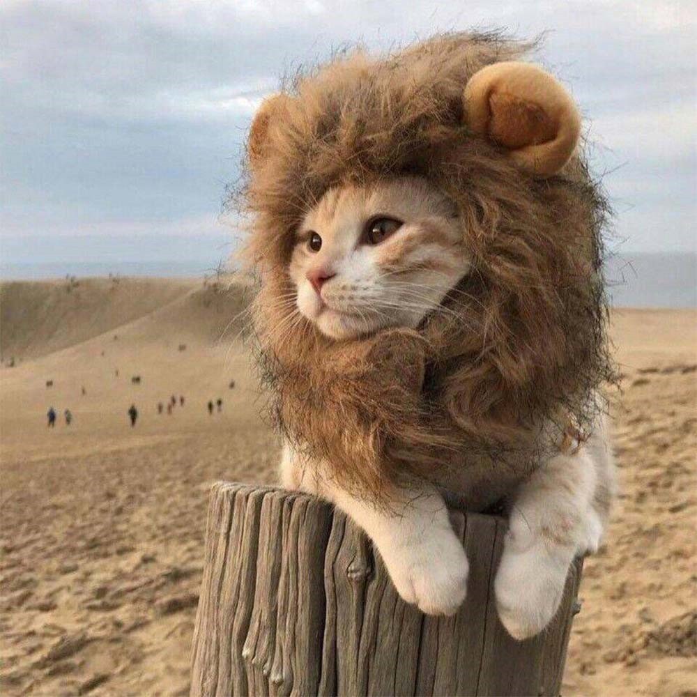 宠物猫咪兔耳朵狮子头套兔子猫猫帽子