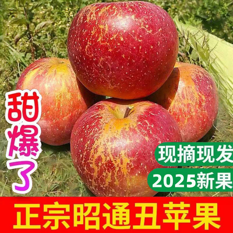 正宗云南昭通丑苹果水果新鲜当季整箱现摘冰糖心苹果甜脆