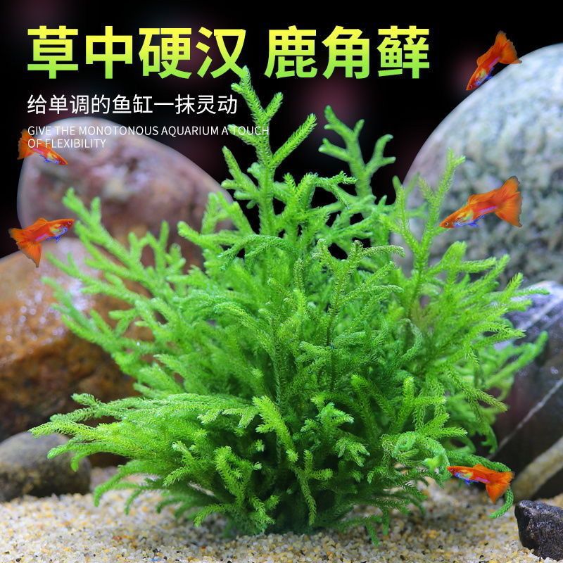 。水草缸装饰鱼缸造景水草绿菊植物迷你爬地矮珍珠草皮前景阴性水