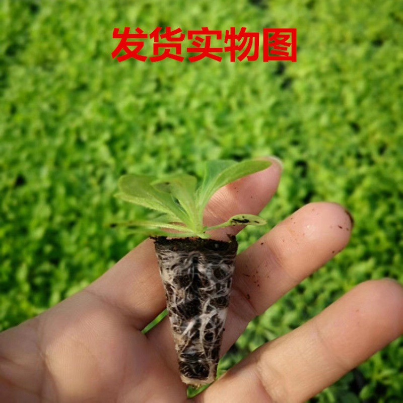 新款夏大一件网红兰花带盆栽好文竹现代简约室内小绿萝