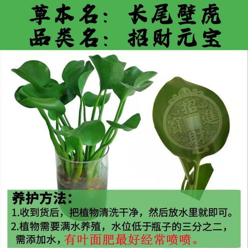 好货水培花卉四季开花元宝水培水养客厅卫生间办公室水培植物桌面