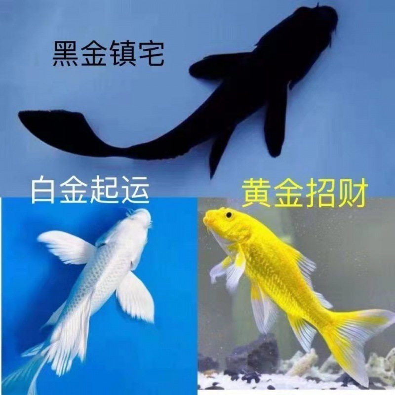 新款金鱼活体黑金黄金白金锦鲤鱼冷水观赏鱼吉祥组合好养耐活包活