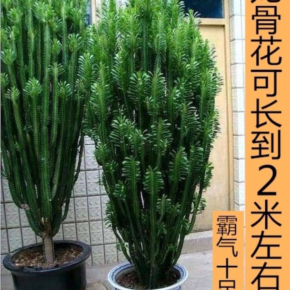 新款红龙骨花巴西青紫三角霸王鞭彩云阁盆栽新品好养多肉仙人掌龙