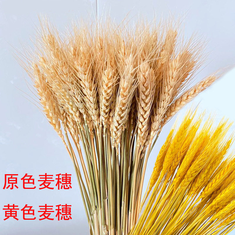 .大麦干花麦穗稻穗高粱穗谷穗小麦黄金装饰摆件田园农作物装饰道