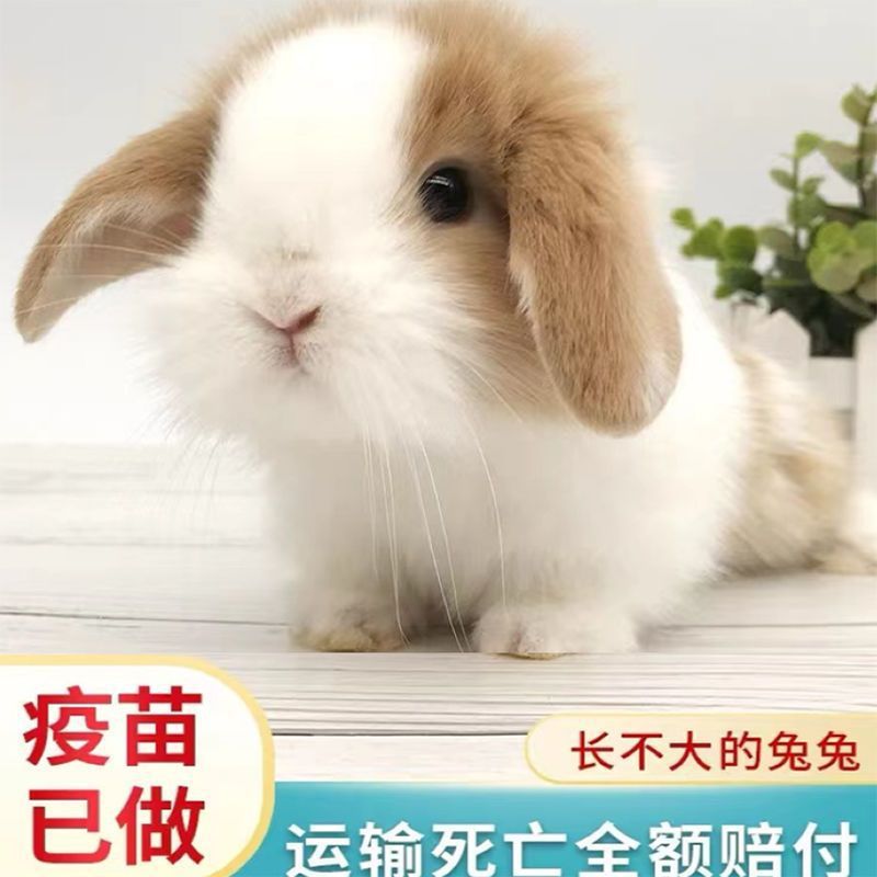 热销小兔子出售侏儒兔迷你长不大小型公主垂耳小白兔小型宠物兔子