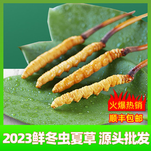 诚招理西藏 产地直发 鲜虫草 2023头期新鲜冬虫夏草