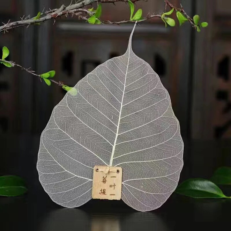 天然菩提叶树叶脉茶滤茶漏网过滤器创意个性茶道零配件超细孔