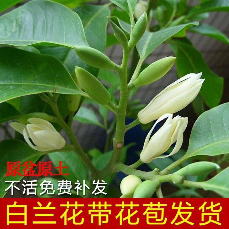 直供白盆栽白兰花嫁接白树苗四季开花大苗庭院阳台植物室内浓香