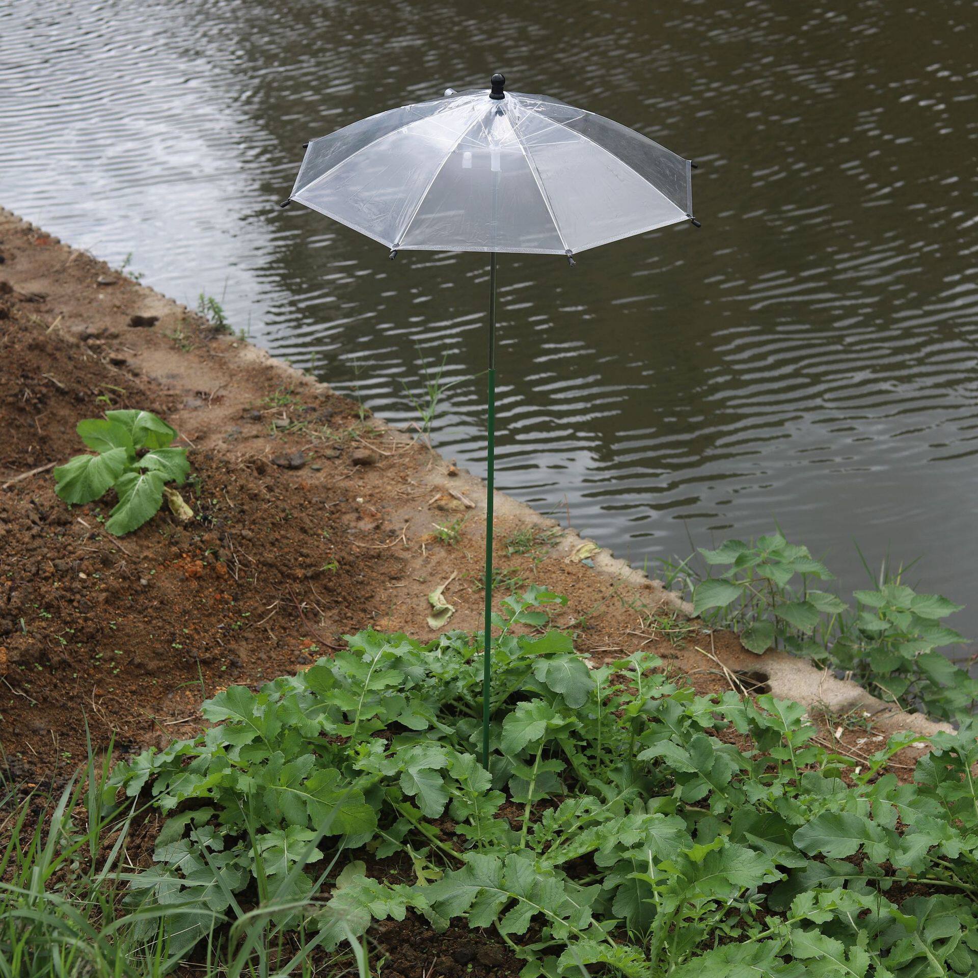直径50cm植物透明雨伞蔷薇绣球三角梅花卉盆栽盆景防雨伞遮雨防水