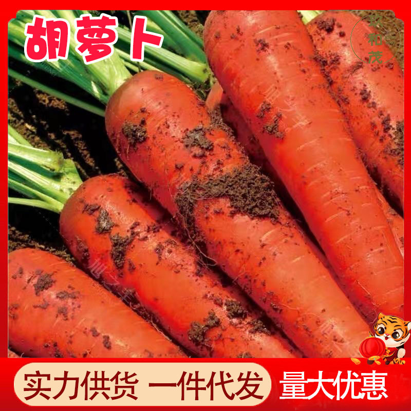 胡萝卜5斤整箱新鲜蔬菜脆甜爽口带泥包邮310农家现挖沙地萝卜