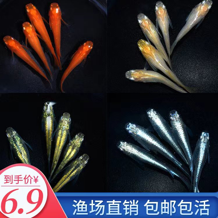 新款观背青鳉鱼卵观赏鱼冷水鱼魔法鱼不打氧星光小型锦鲤淡水好养