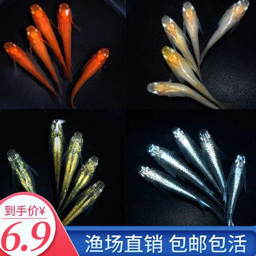 新款观背青鳉鱼卵观赏鱼冷水鱼魔法鱼不打氧星光小型锦鲤淡水好养